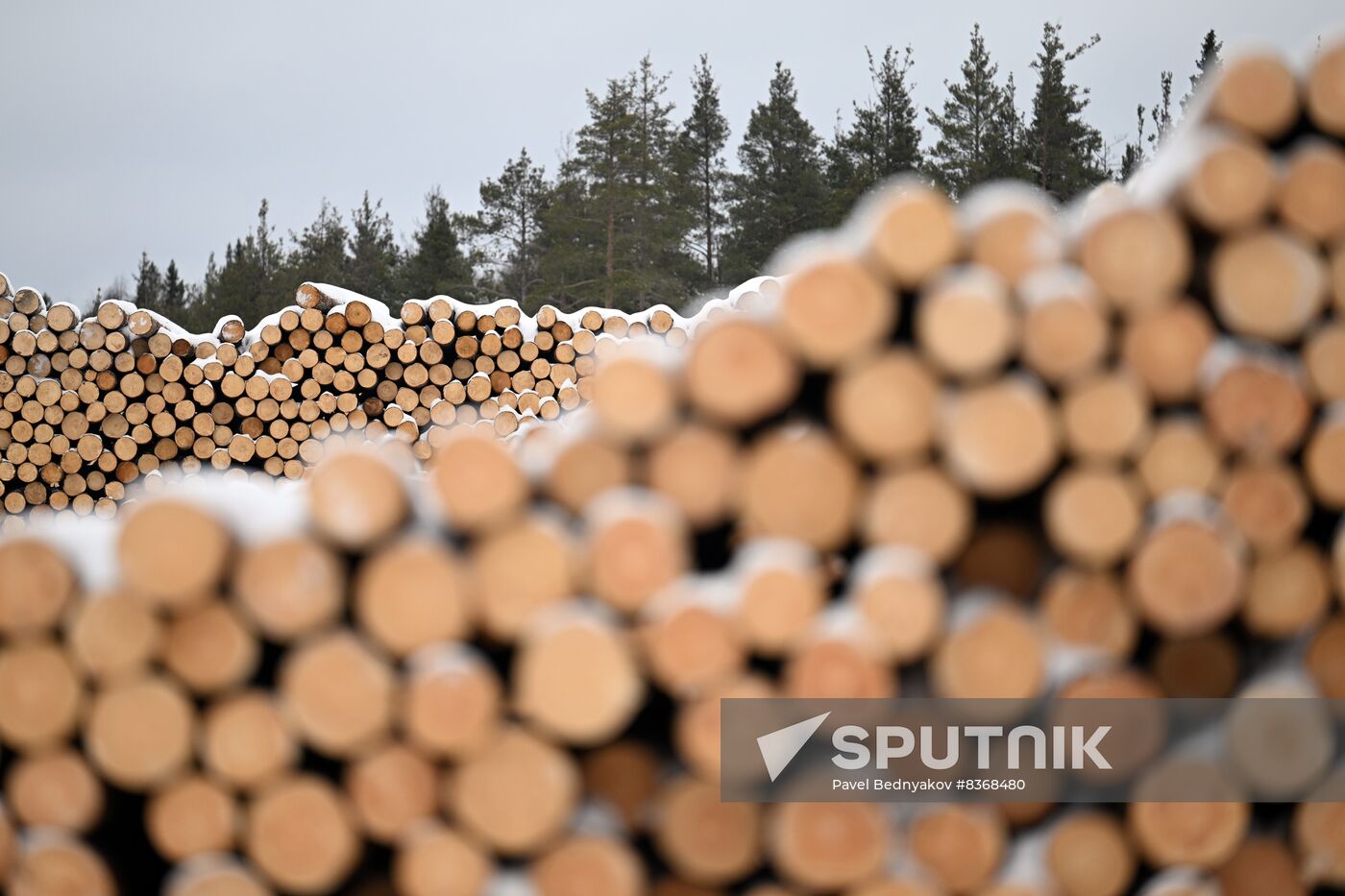 Russia Timber Industry