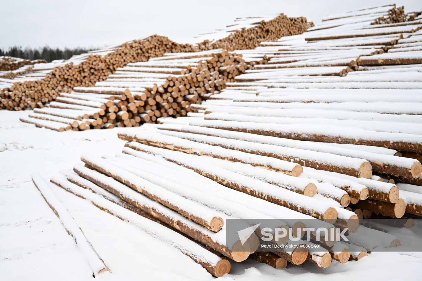 Russia Timber Industry