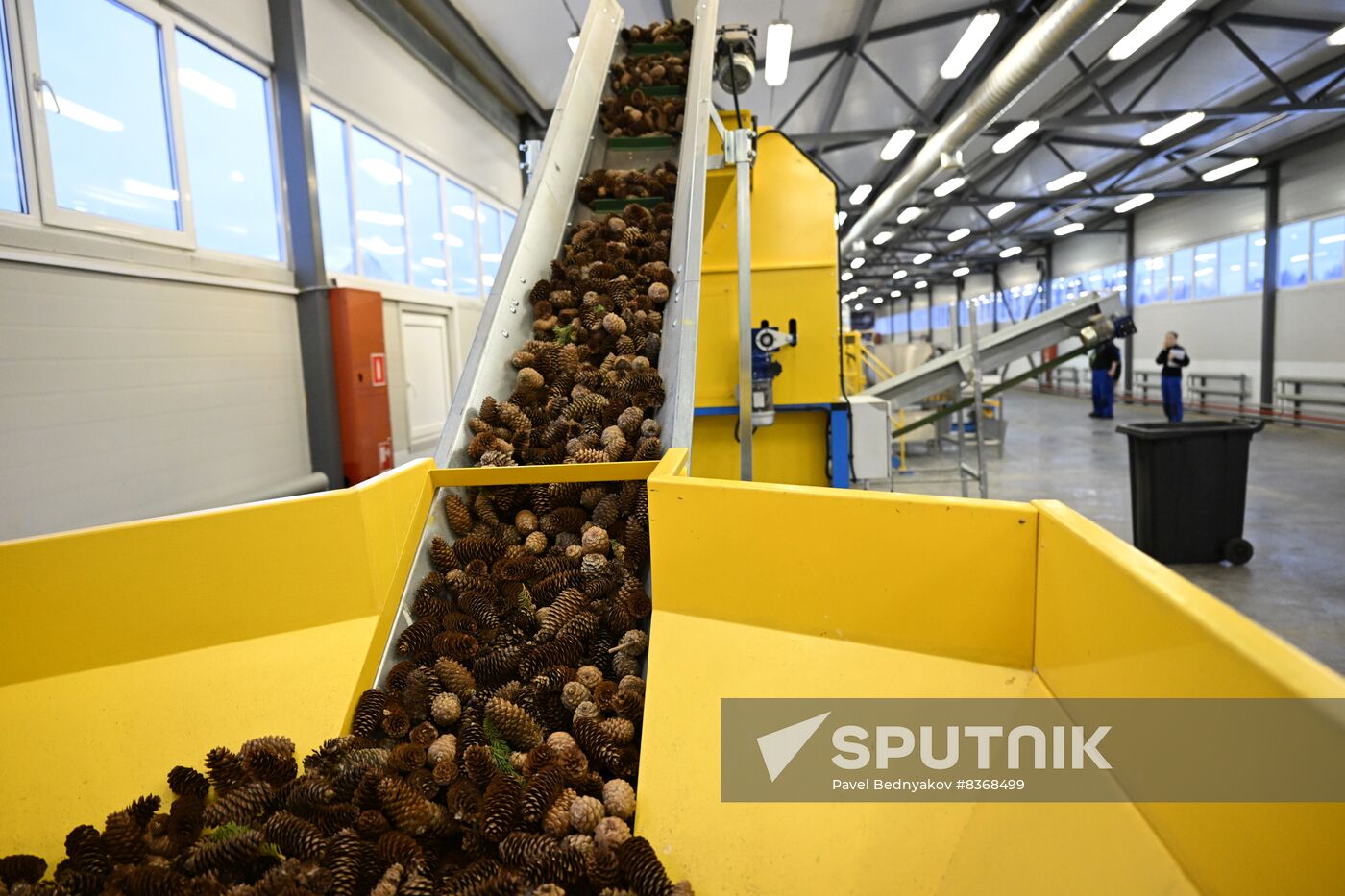Russia Timber Industry