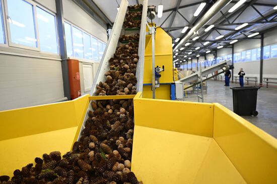Russia Timber Industry