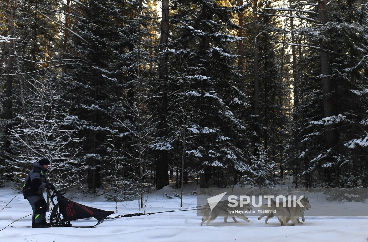 Russia Sled Dog Race