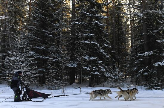 Russia Sled Dog Race