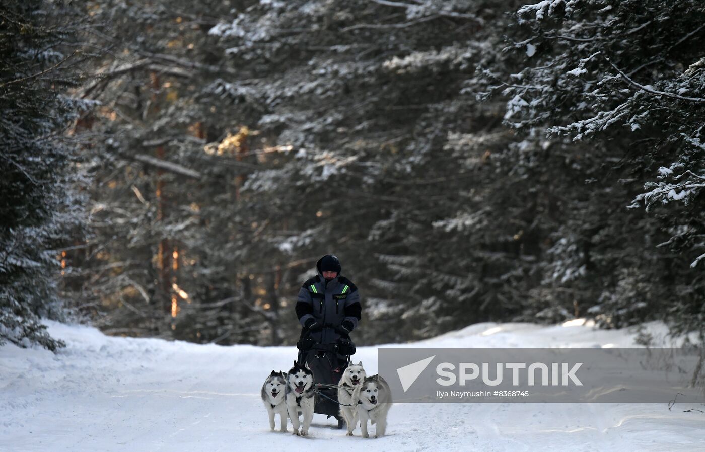 Russia Sled Dog Race