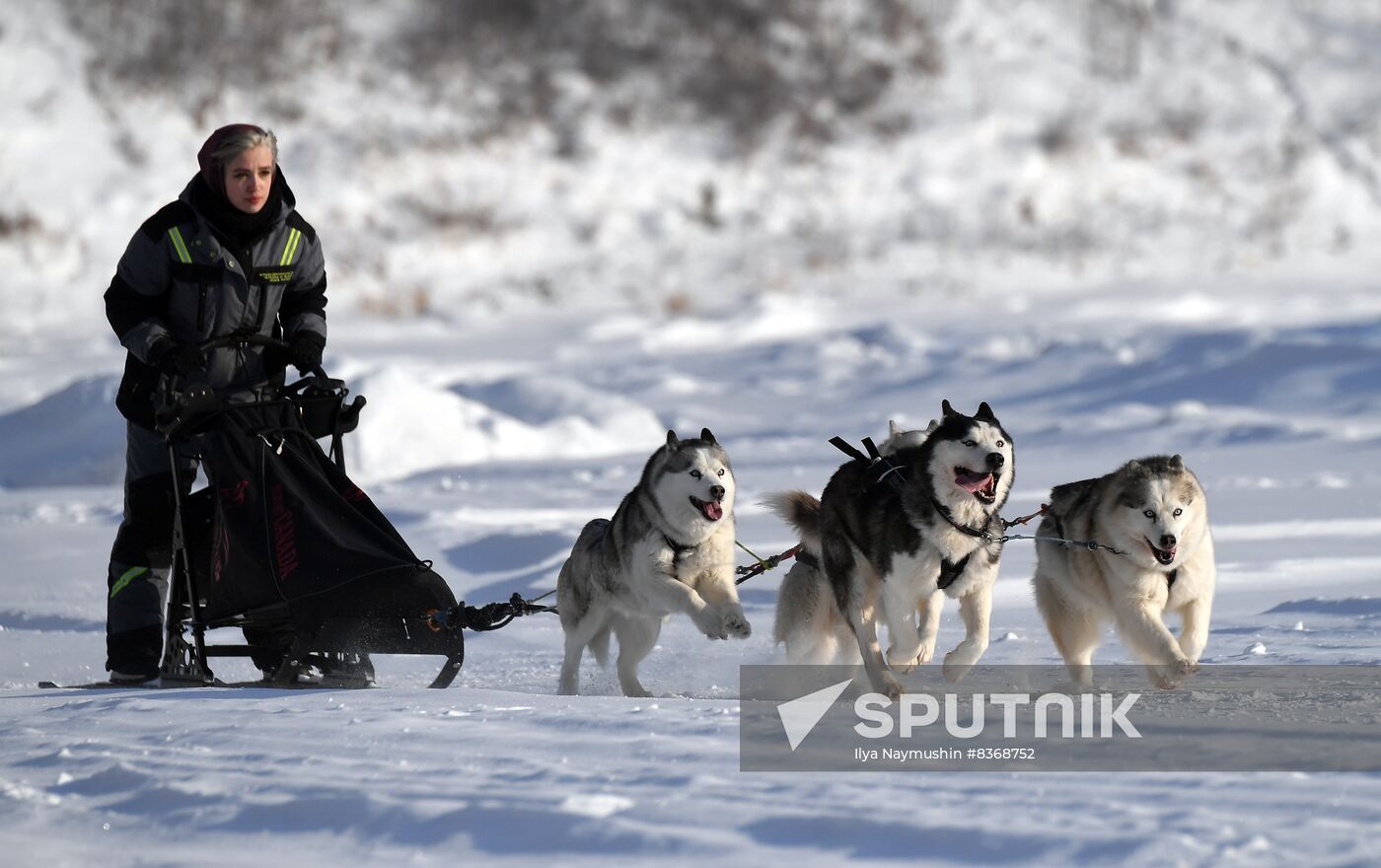 Russia Sled Dog Race