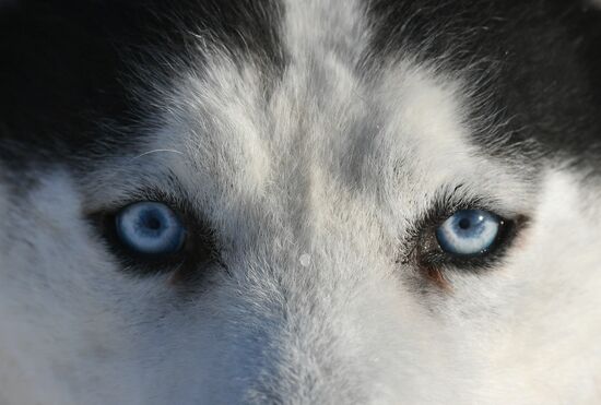 Russia Sled Dog Race