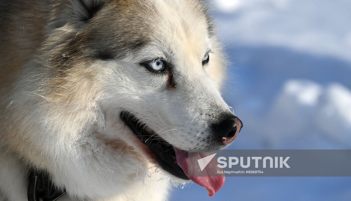 Russia Sled Dog Race