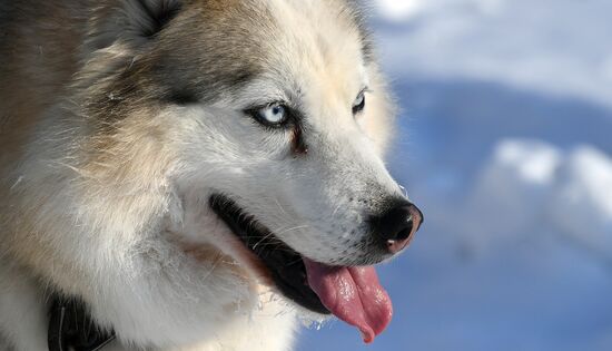 Russia Sled Dog Race