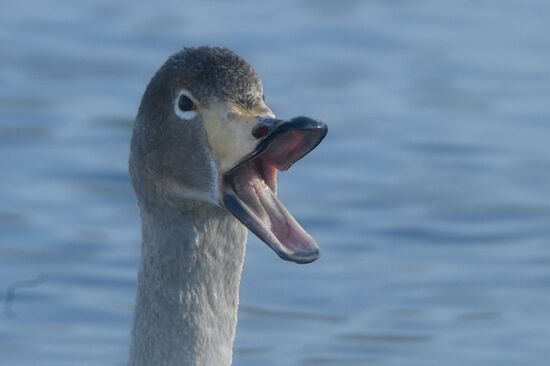 Russia Wildlife Swans