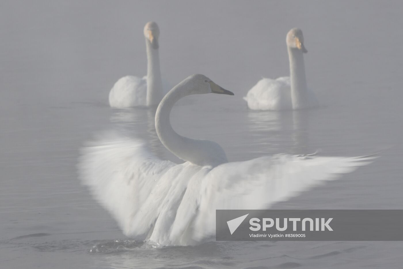 Russia Wildlife Swans