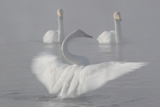 Russia Wildlife Swans