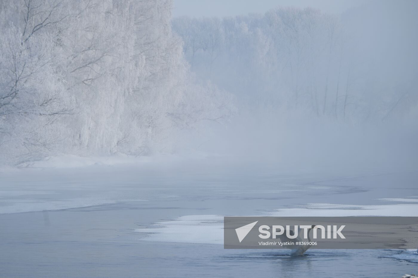 Russia Wildlife Swans