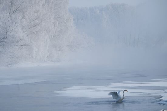 Russia Wildlife Swans