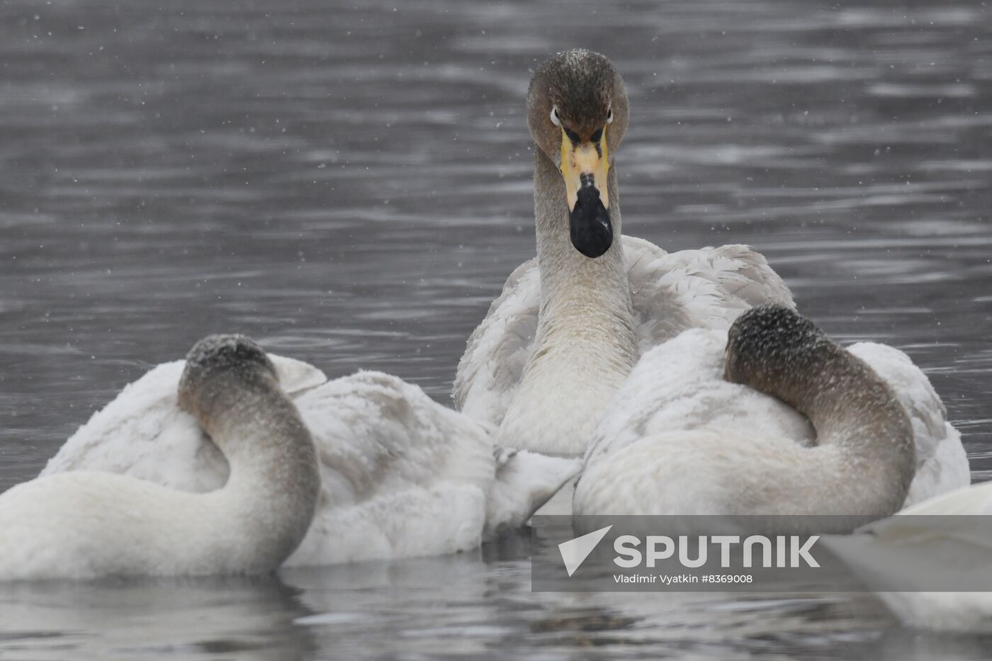 Russia Wildlife Swans