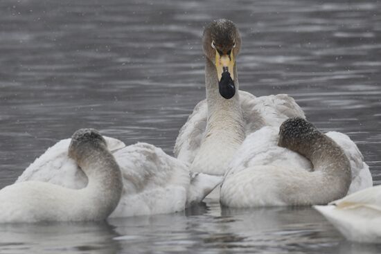 Russia Wildlife Swans