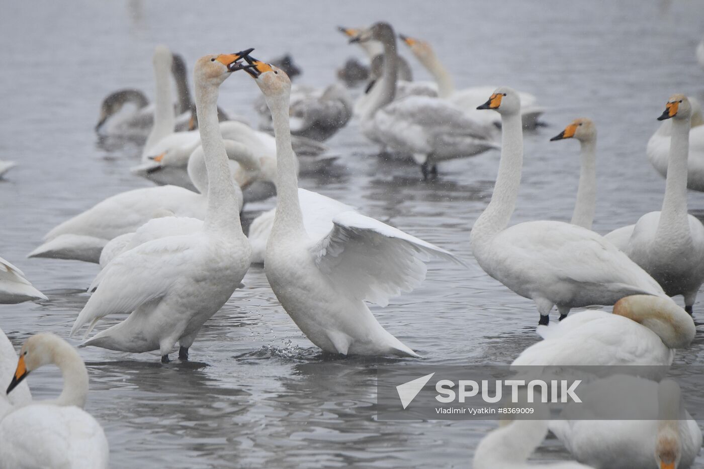 Russia Wildlife Swans