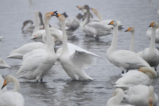 Russia Wildlife Swans