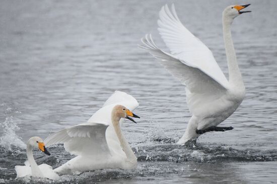 Russia Wildlife Swans