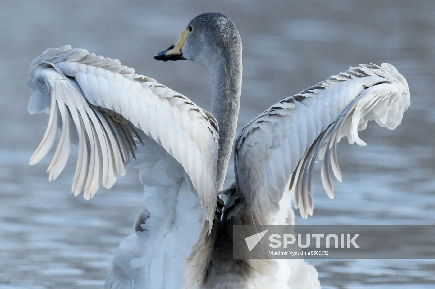 Russia Wildlife Swans