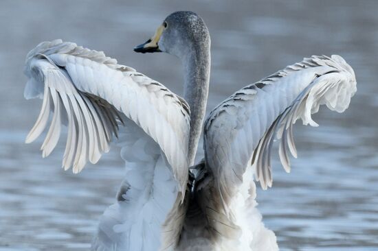 Russia Wildlife Swans
