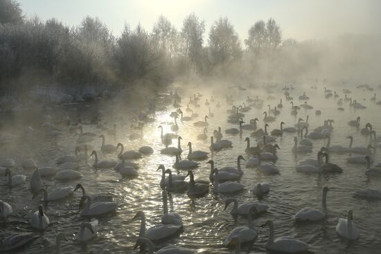 Russia Wildlife Swans