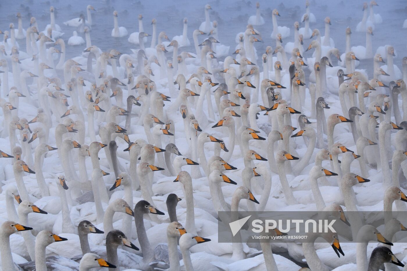 Russia Wildlife Swans
