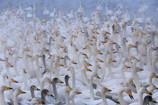 Russia Wildlife Swans