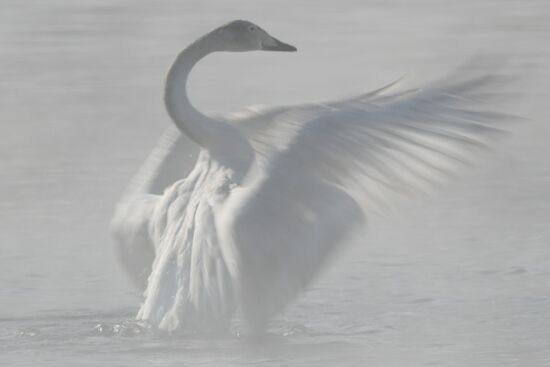 Russia Wildlife Swans