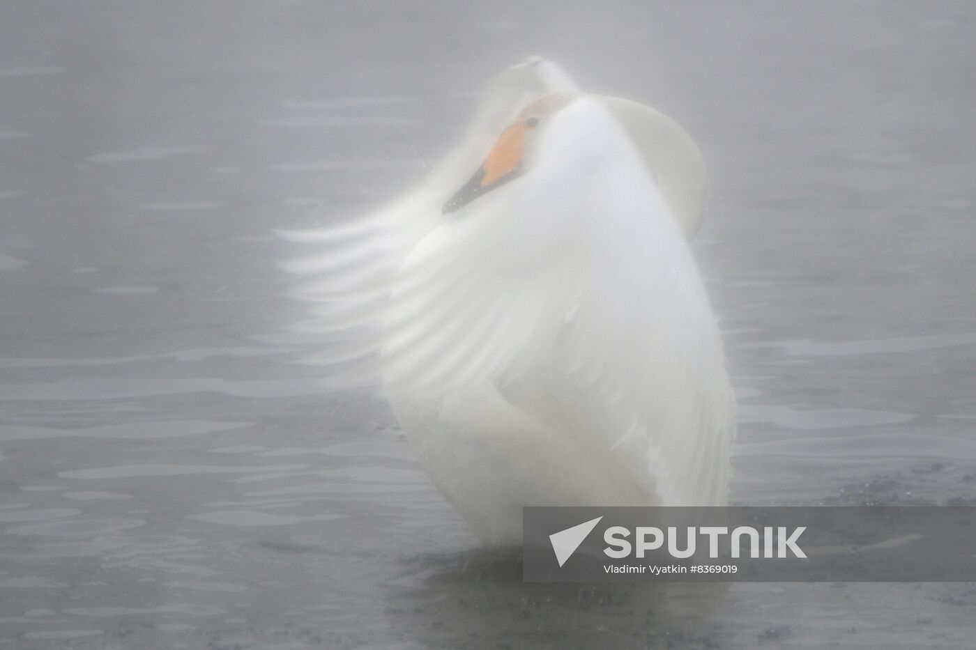 Russia Wildlife Swans