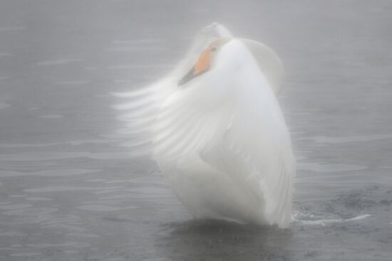 Russia Wildlife Swans