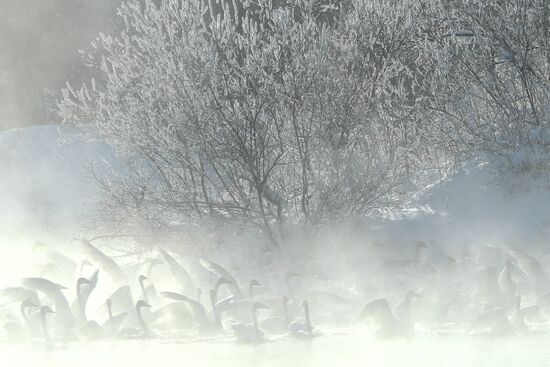 Russia Wildlife Swans