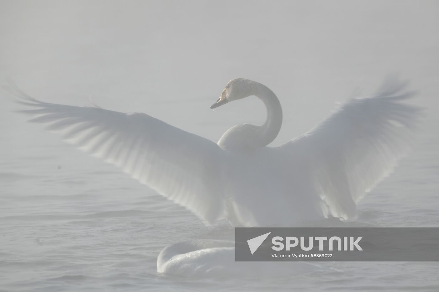 Russia Wildlife Swans