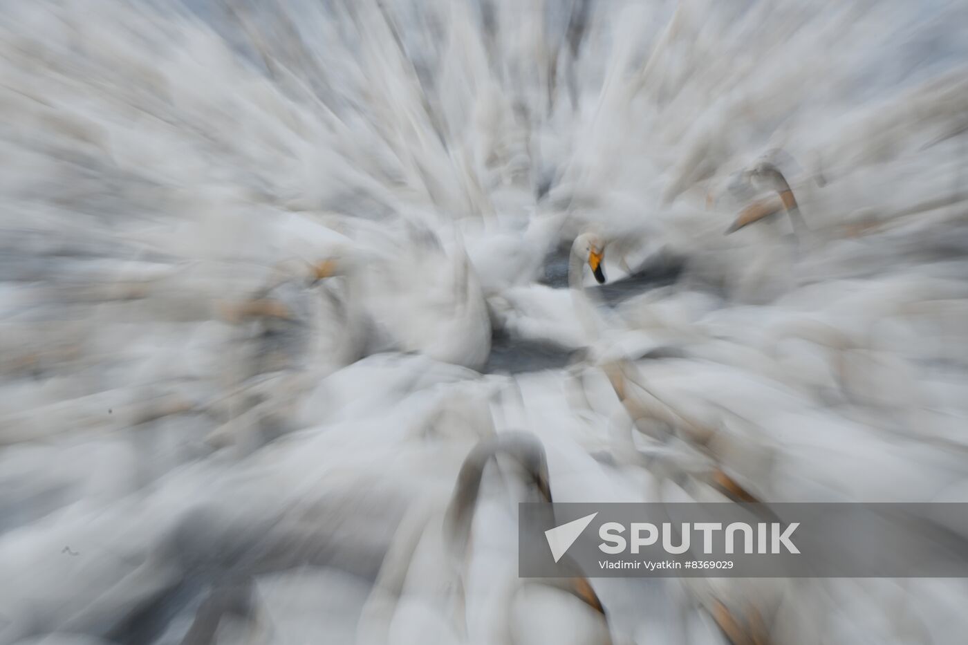Russia Wildlife Swans