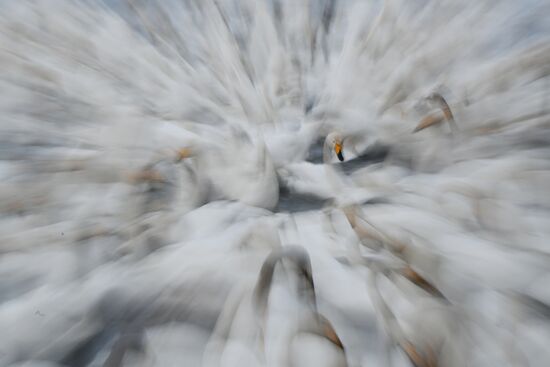 Russia Wildlife Swans