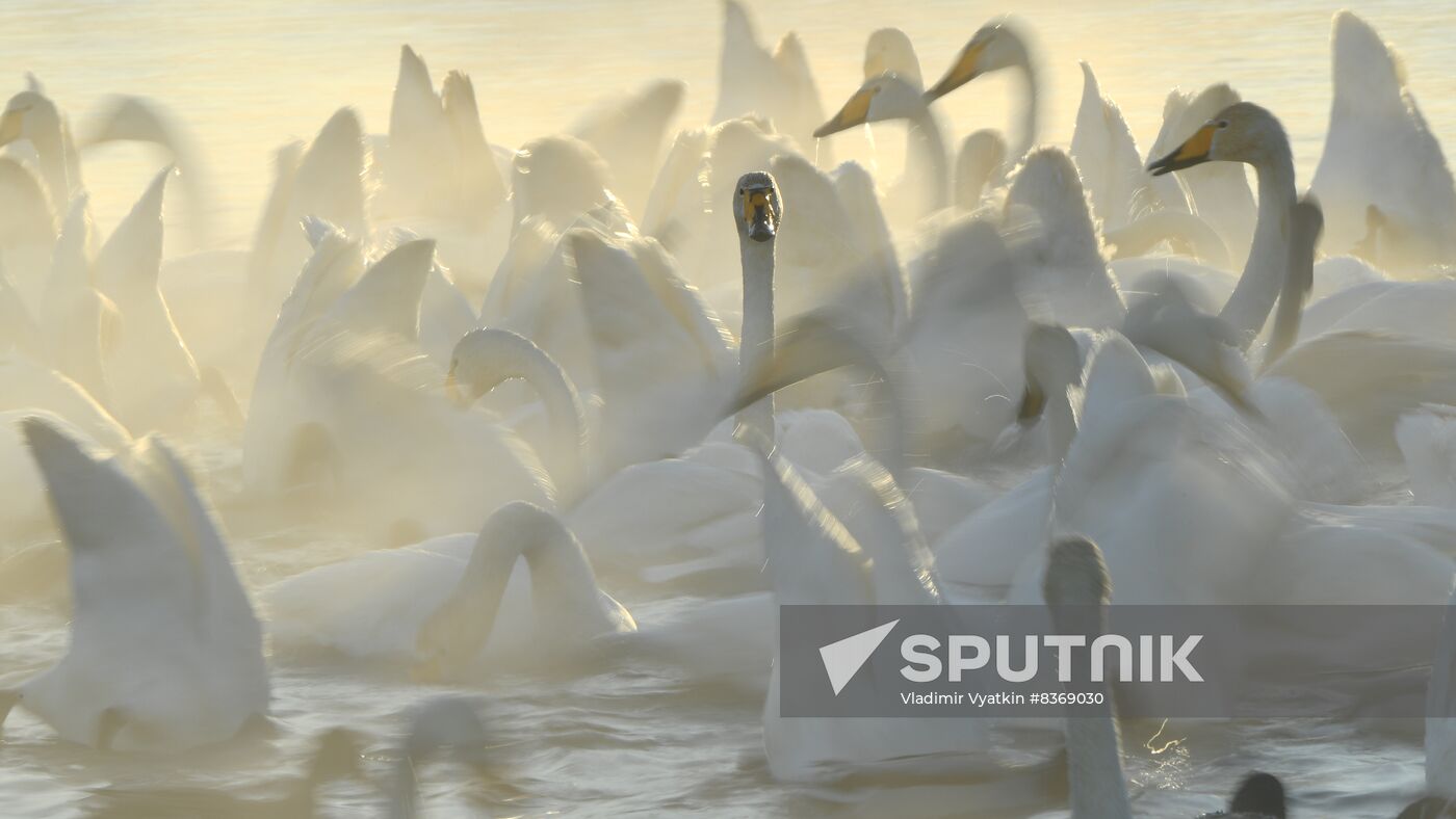 Russia Wildlife Swans
