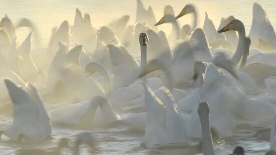Russia Wildlife Swans