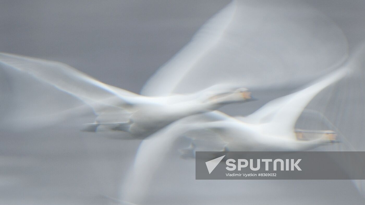 Russia Wildlife Swans