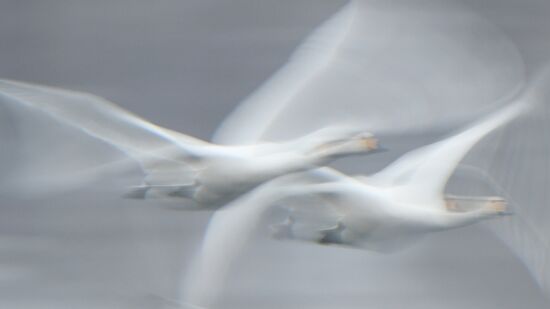 Russia Wildlife Swans