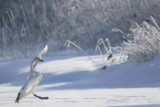 Russia Wildlife Swans