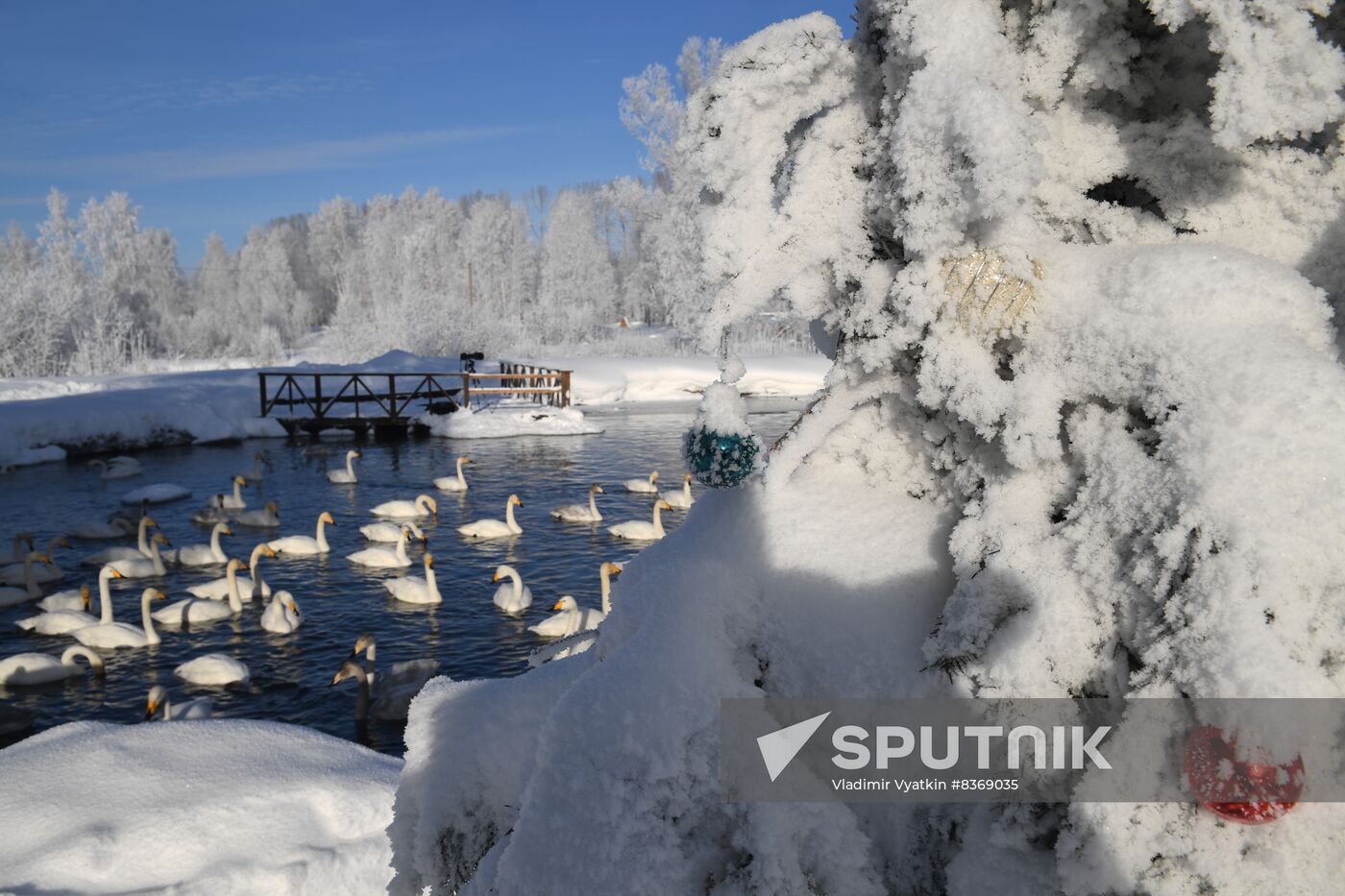 Russia Wildlife Swans