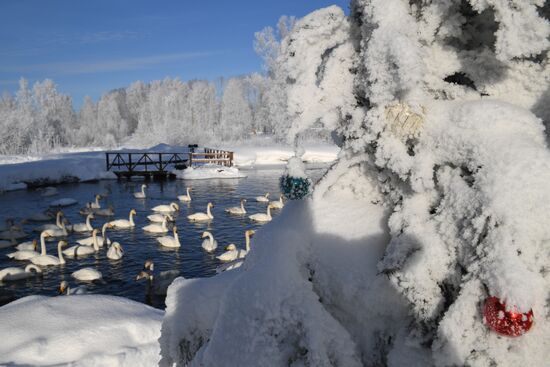 Russia Wildlife Swans