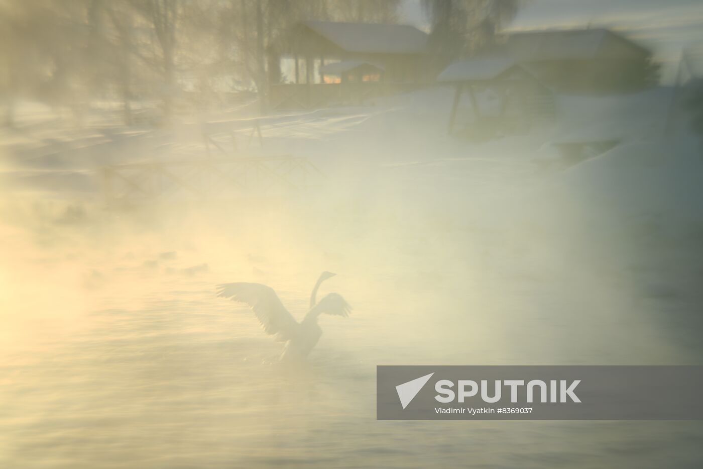 Russia Wildlife Swans