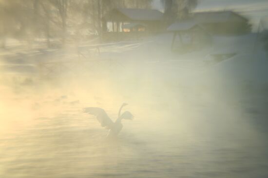 Russia Wildlife Swans