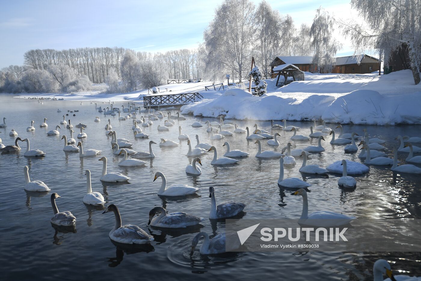 Russia Wildlife Swans