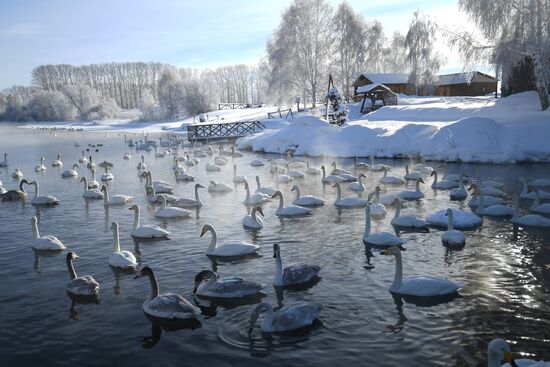 Russia Wildlife Swans