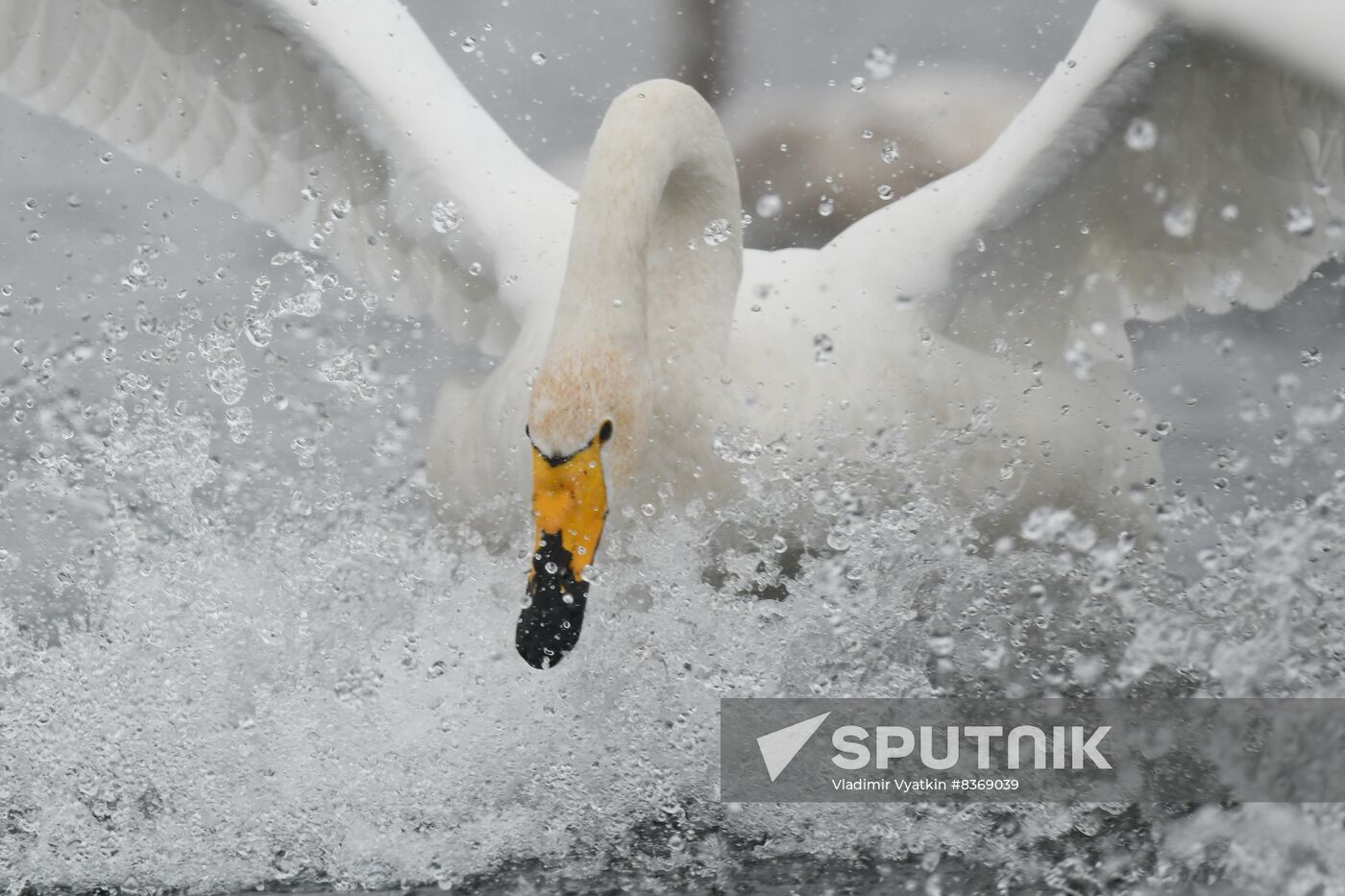 Russia Wildlife Swans