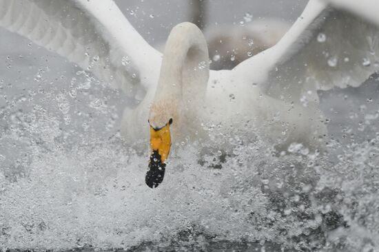 Russia Wildlife Swans