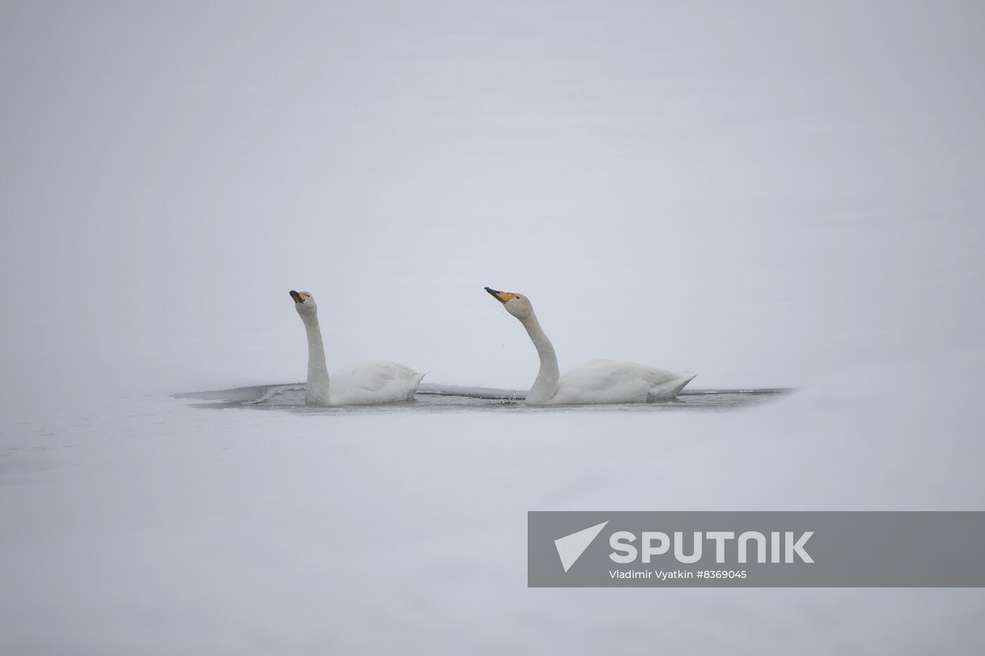 Russia Wildlife Swans