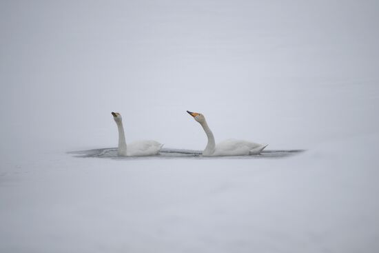 Russia Wildlife Swans