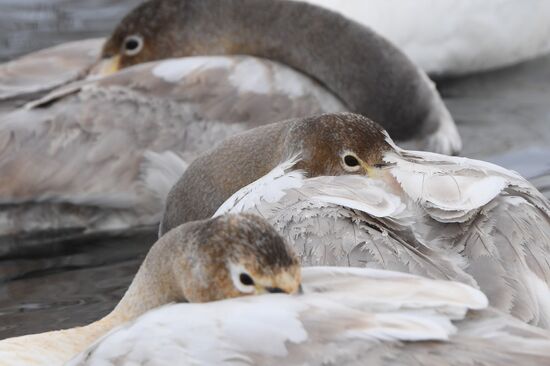 Russia Wildlife Swans