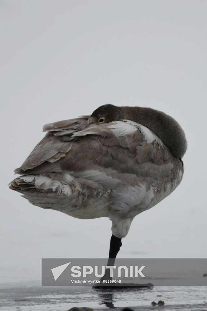 Russia Wildlife Swans